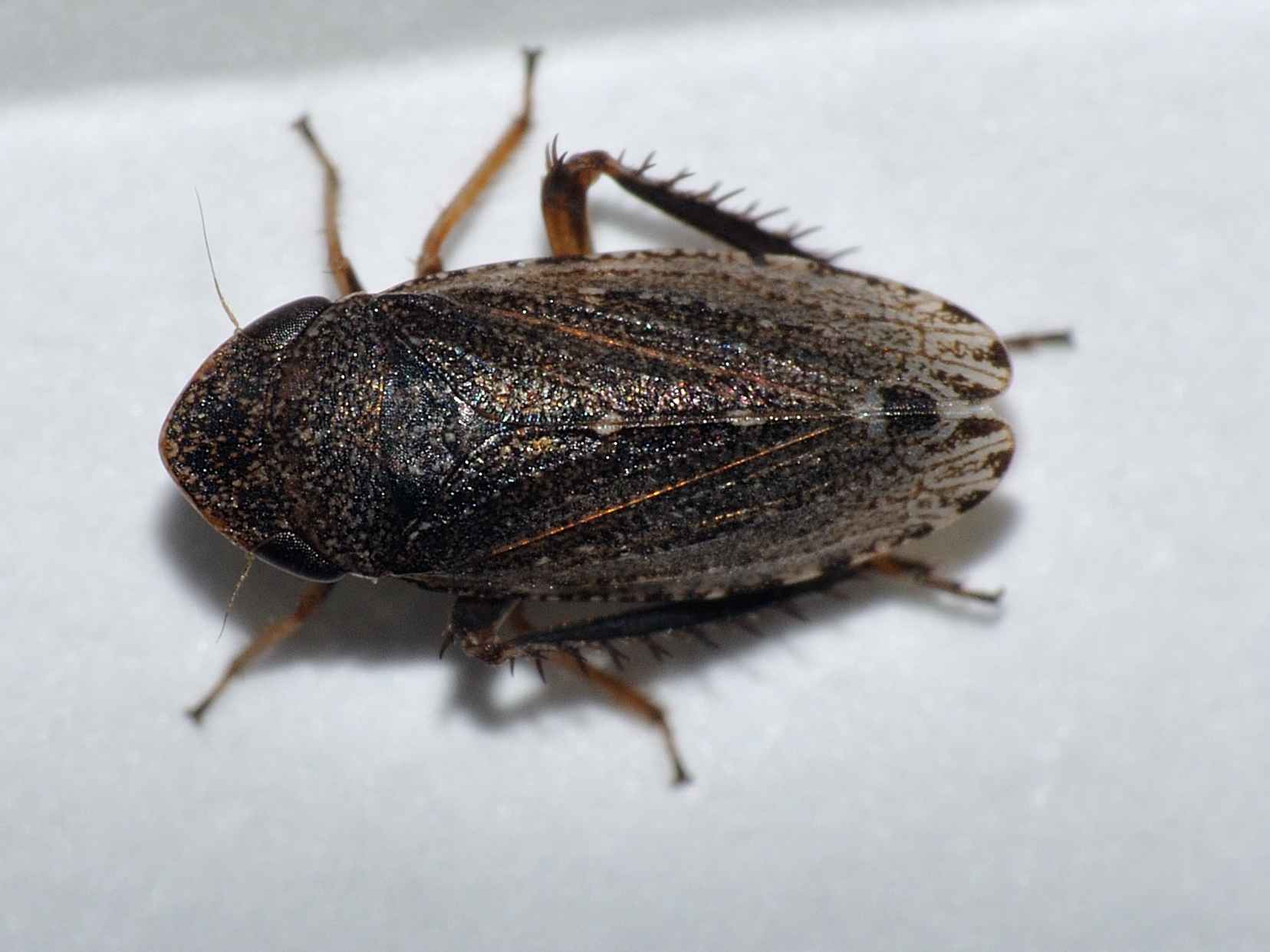 ID Cicalina - Aphrodes sp.